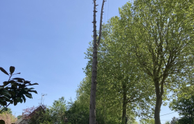 Démontage d’un sapin